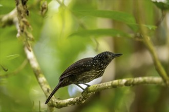 Black-hooded antshrike (Thamnophilus bridgesi) sitting on a branch, tropical rainforest, Corcovado