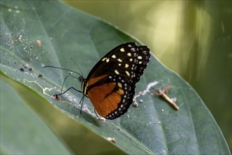 Tarricina half-glasswinged butterfly (Tithorea tarricina pinthias), red and black butterfly sitting