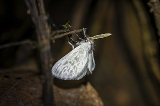 Hairy white moth, moth on a stem, at night in the tropical rainforest, Refugio Nacional de Vida