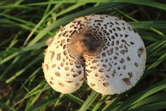 Parasol mushroom, September, Usedom, Mecklenburg-Western Pomerania, Germany, Europe