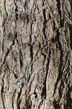 Texture of grey bark in autumn sunlight