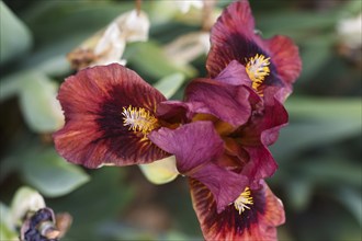 Beautiful multicolored iris flower bloom in the garden. Close up, fragility and summer concept