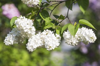 Blooming lilac in the botanical garden in spring