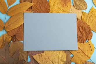 Composition with yellow and brown autumn leaves and blue paper mockup on blue pastel background.