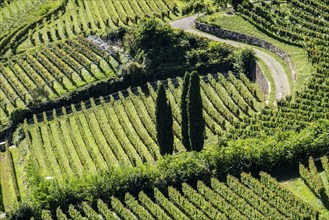 Landscape in the Adige Valley, in South Tyrol, above the village of Tramin, vineyards dominate the