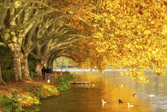 Platanen Allee, lakeside path on Lake Baldeney, near Haus Scheppen, in Essen, autumn, North