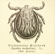 Historical wood engraving, illustration from Meyers encyclopedia 4th edition 1889 and 1890, female