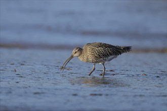 Eurasian curlew (Numenius arquata) adult bird feeding on a lugworm on a mudflat, England, United