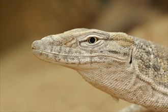 Desert monitor (Varanus griseus), portrait, captive, occurrence in Africa