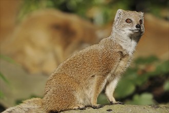 Yellow mongoose (Cynictis penicillata), captive, occurrence in Africa