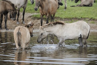 Dülmen wild horses in the water, Merfelder Bruch, Dülmen, North Rhine-Westphalia, Germany, Europe