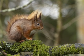 Red squirrel (Sciurus vulgaris) adult animal on a tree branch in a forest, Yorkshire, England,