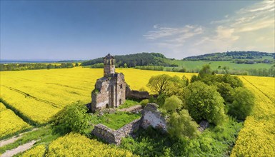 Agriculture, rape field, in full bloom, yellow, in it a ruin of a church, aerial view, AI