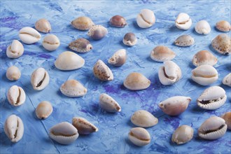 Various seashells pattern on a blue concrete background, side view, flat lay