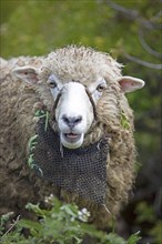 Peruvian sheep, portrait, Chuicuito peninsula on Lake Titicaca, Puno province, Peru, South America