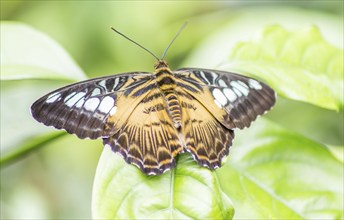 Butterfly with brown-white wings in the botanical garden