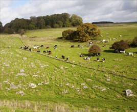 Fyfield Down national nature reserve, Marlborough Downs, Wiltshire, England, UK one of the