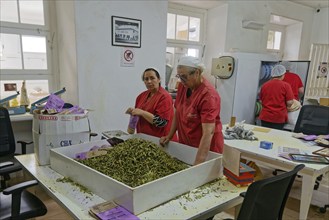 Workers packing tea leaves into bags inside a factory, tea cultivation and production Cha Gorreana