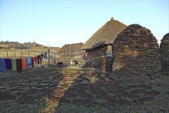 Europia district, small farm and pile of cow dung, Ethiopia, Africa