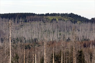 Dead spruce trees, due to infestation by bark beetles, Oderbrück, 19/07/2020