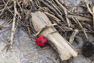 Symbolic image Environmental pollution, flotsam from a flood on the Neckar river, wood, ball,