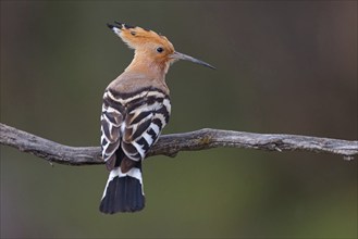 Hoopoe, (Upupa epops), on perch, hoopoe family, formerly raptors, Hides de El Taray / Lesser Kestr,