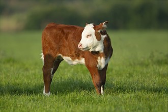 Domesticated cattle or cow (Bos taurus) juvenile baby calf in a grass farm field, Norfolk, England,