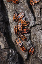 Fire bugs (Pyrrhocoridae) on a tree trunk, Germany, Europe