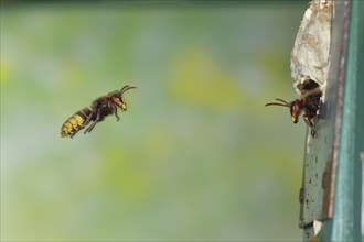 European hornet (Vespa crabro), worker approaching the nest, a guard looking out of the entrance,