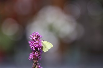 Brimstone (Gonepteryx rhamni) feeding on a flower of purple loosestrife (Lythrum salicaria), bokeh