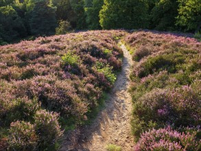 Hiking trail and blooming heather, Lüneburg Heath, Lower Saxony, Germany, Europe