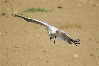 Black-headed gull (Chroicocephalus ridibundus) flying over the ground, Camargue, France, Europe