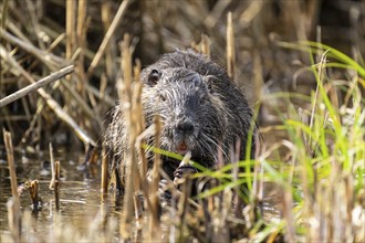 Nutria (Myocastor coypus), beaver rat, foraging in reeds, wildlife, Germany, Europe