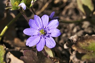 Liverwort (Hepatica nobilis), March, Germany, Europe