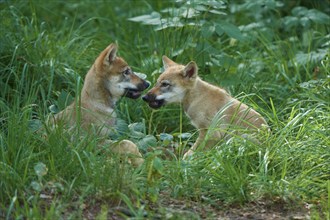 Gray wolf (Canis lupus), puppies playing in a grassy forest, summer, Germany, Europe