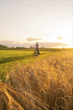 A cyclist rides through a wheat field in the evening sun, Gechingen, Black Forest, Germany, Europe