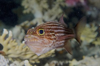 Largetoothed cardinalfish (Cheilodipterus macrodon), dive site House Reef, Mangrove Bay, El Quesir,