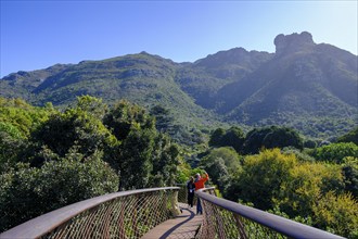 Visitors on the Boomslang Canopy Trail, Kirstenbosch Tree Canopy Walkway, Kirstenbosch Botanical