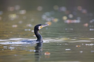 Great cormorant (Phalacrocorax carbo), Lower Saxony, Germany, Europe