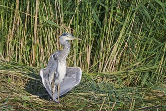 Grey heron (Ardea cinerea) sunbathing, Lower Saxony, Germany, Europe