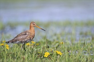 Black-tailed Godwit (Limosa limosa), Lower Saxony, Germany, Europe