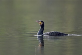 Great cormorant (Phalacrocorax carbo), Lower Saxony, Germany, Europe