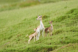 European fallow deer (Dama dama) mother with her fawns standing on a meadow, tirol, Kitzbühel,