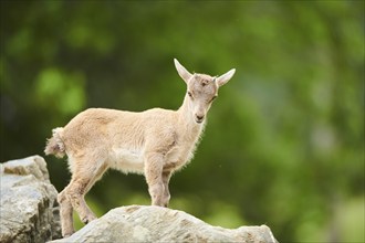 Alpine ibex (Capra ibex) youngster, standing on a rock, wildlife Park Aurach near Kitzbuehl,