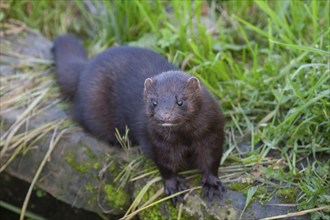 European or American mink (Neovison vison) adult animal portrait, United Kingdom, Europe