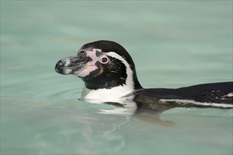 Humboldt penguin (Spheniscus humboldti), captive, occurring in South America