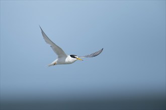 Little tern (Sternula albifrons) adult bird in flight against a blue sky, Suffolk, England, United