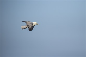 Northern Fulmar (Fulmarus glacialis) adult bird in flight, Yorkshire, England, United Kingdom,