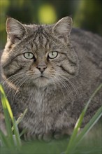 European wildcat (Felis silvestris silvestris), portrait, captive, North Rhine-Westphalia, Germany,