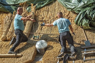 Thatch works by thatchers on thatched roof showing yelms, bundles of water reed used as roofing